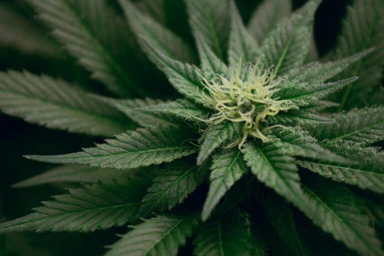 Graines de cannabis à auto floraison