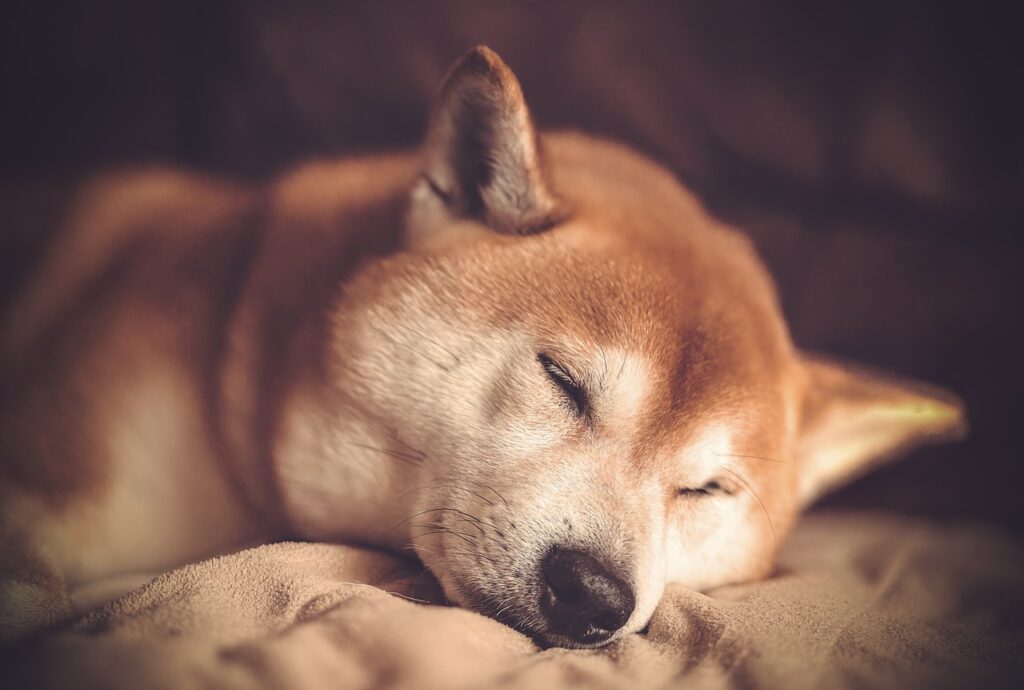 dog g6cffdfc6a 1280