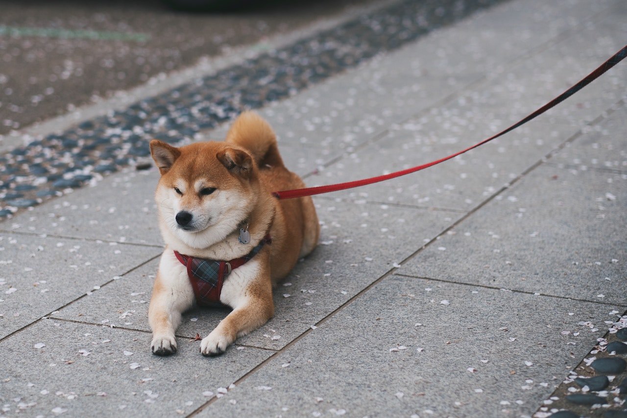 Shiba Inu est-il un bon investissement?