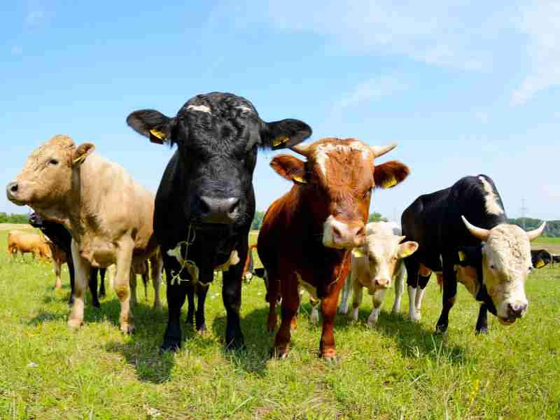 Comment signaler une agriculture illégale