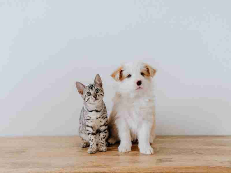 Comment signaler les mauvais traitements infligés aux animaux